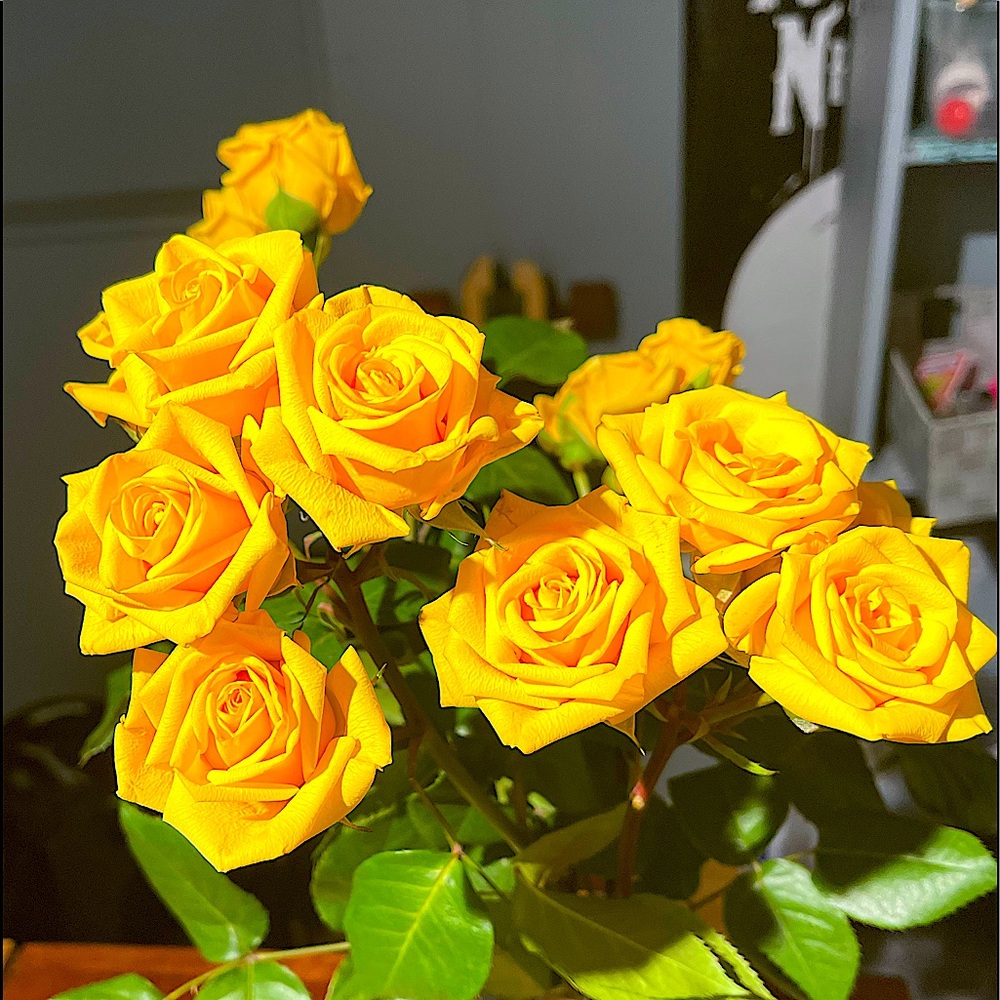 Surprise! Yellow roses
